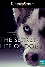 Secret Life of Dogs (2013) M4ufree