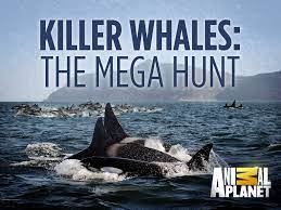 Killer Whales: The Mega Hunt (2016) M4ufree