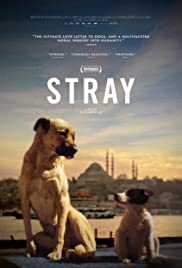 Stray (2020) M4ufree