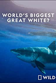 Worlds Biggest Great White Shark (2019) M4ufree