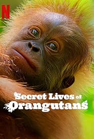 Secret Lives of Orangutans (2024) M4ufree